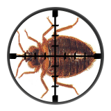 Bedbugs (Cimex Lectularius) London