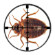 Targetted London Bed Bug Control