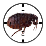 Fleas (Pulex irritans, Ctenocephalides felis & Ctenocephalides canis) - Targetted Flea Control from Millennium Pest Control London
