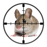 House Mouse (Mus musculus domesticus) - Targetted Mouse Control from Millennium Pest Control London