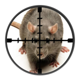 Brown Rat (Rattus Norvegicus) - Targetted Rat Control from Millennium Pest Control London