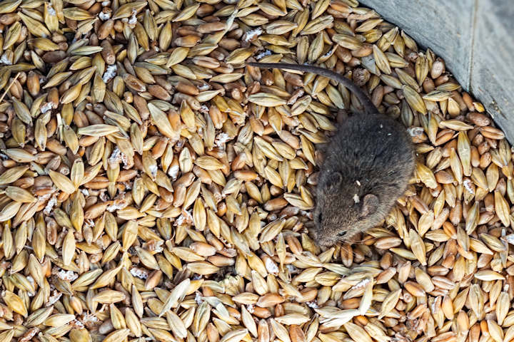Mice cause extensive damage to foodstuffs in London