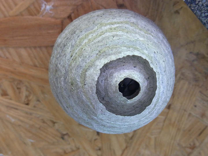 Early stages of a Wasp Nest