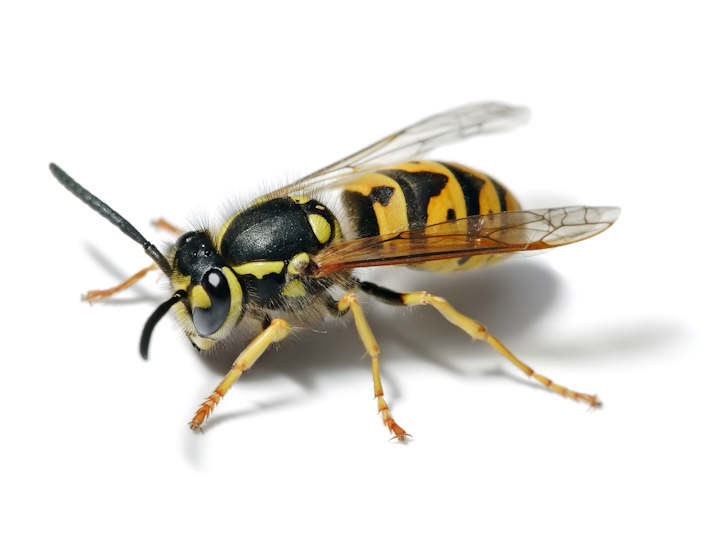 Wasp (Vespula Vulgaris) London