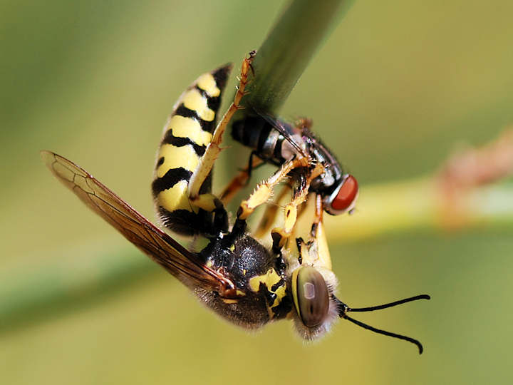 Wasps Kill insects to feed to their Larvae